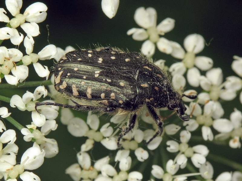 Oxythyrea funesta (Poda, 1761)